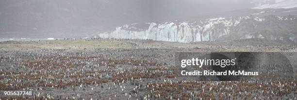 the king penguin rookery on st andrew's bay - st andrew's bay stock pictures, royalty-free photos & images