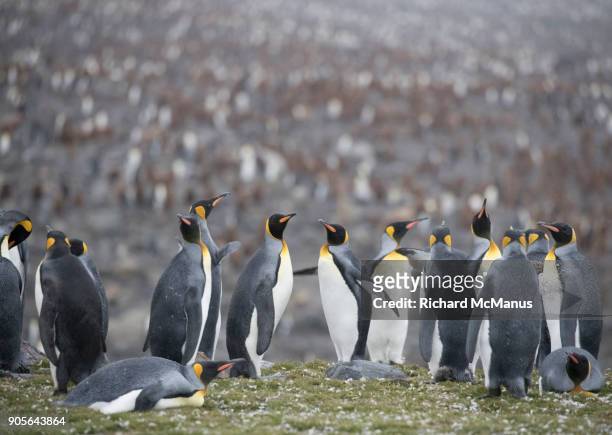 the king penguin rookery on st andrew's bay - st andrews bay stockfoto's en -beelden