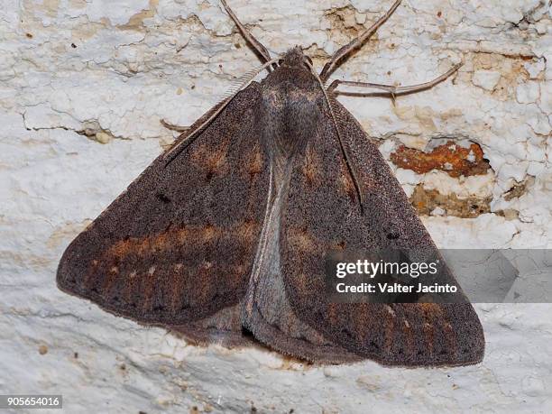 moth (chemerina caliginearia) - geometridae stock pictures, royalty-free photos & images