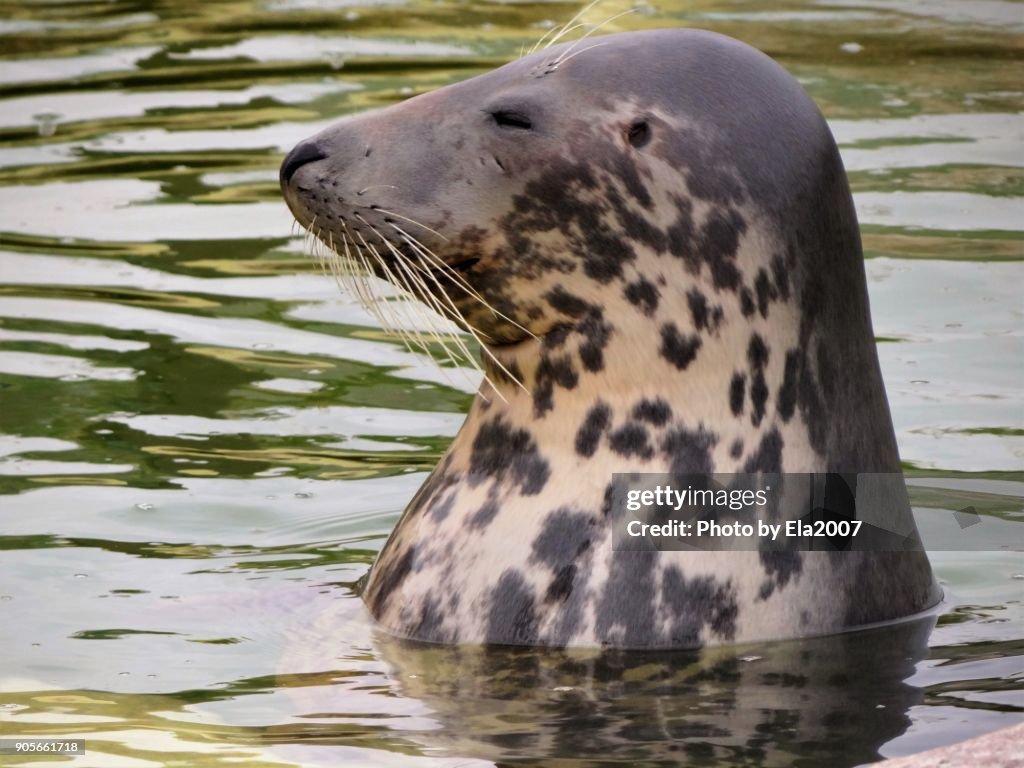 Seal-station Friedrichskoog - Seal in the water
