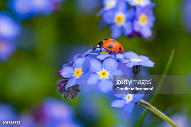 ladybird on forget me not flower - ladybug stockfoto's en -beelden