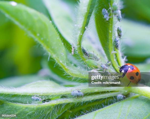 ladybird eating aphids - ladybug aphid stock pictures, royalty-free photos & images