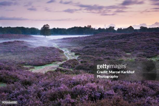 field of heather - solitair stock pictures, royalty-free photos & images
