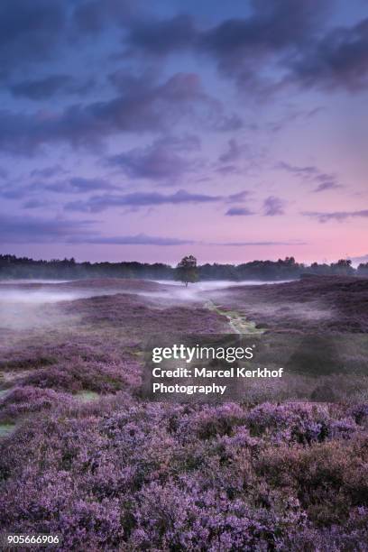 field of heather - solitair stock pictures, royalty-free photos & images