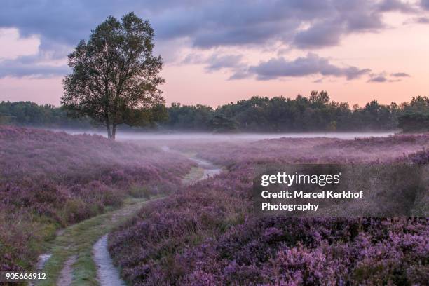 field of heather - solitair stock pictures, royalty-free photos & images