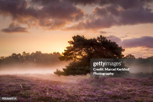 solitary tree at field of heather - solitair stock pictures, royalty-free photos & images