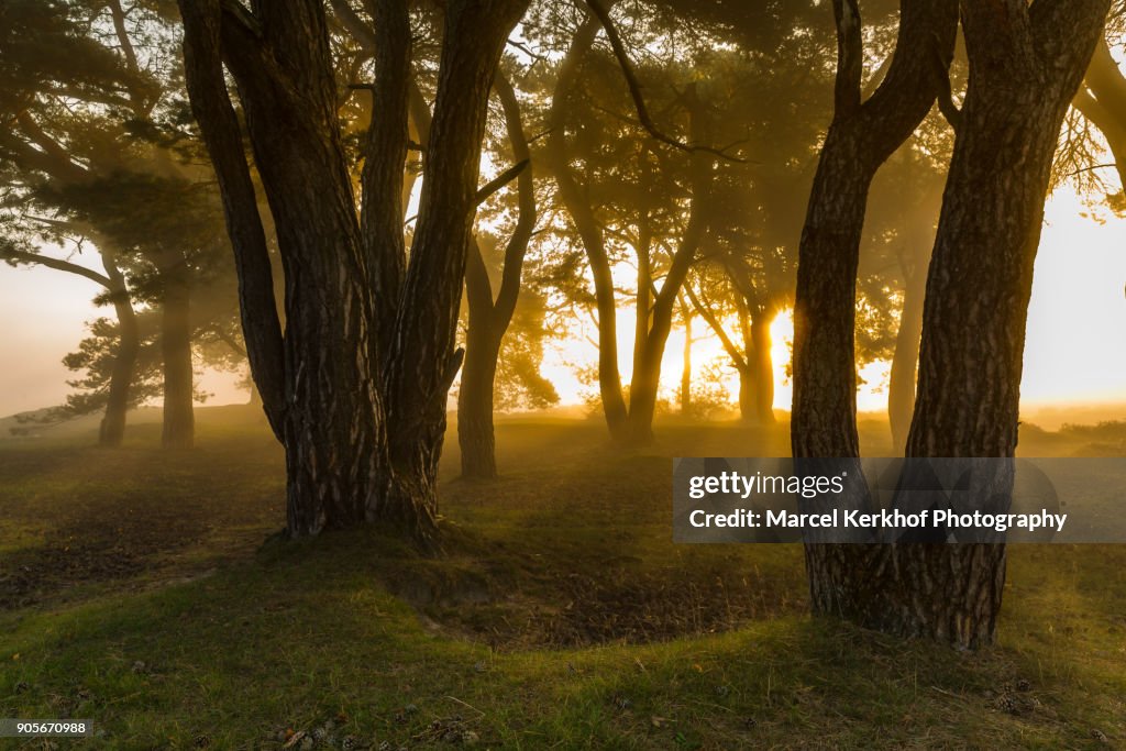 Backlit trees in the forest at sunrise
