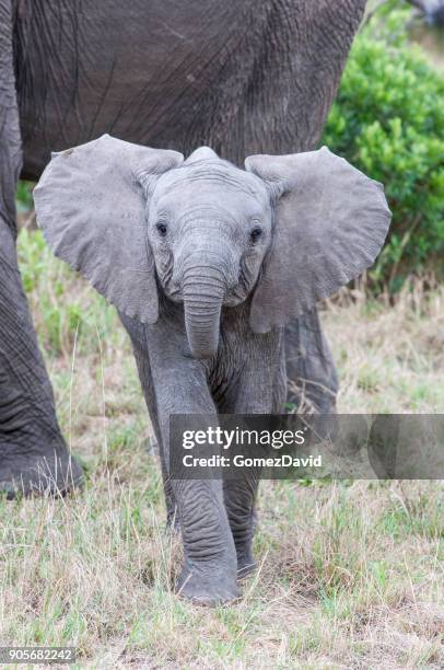 primo primo di wild baby elephant che prende una postura aggressiva - elefantino foto e immagini stock