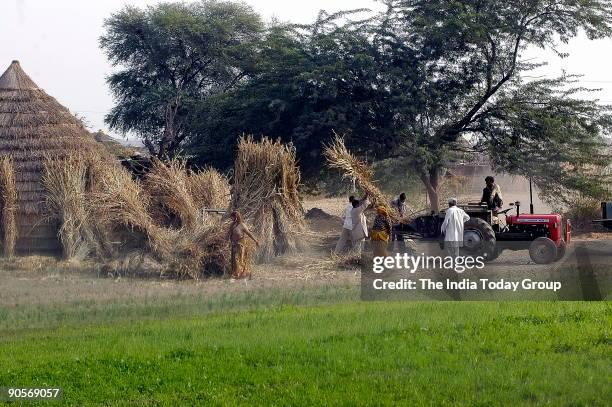 Farmers working in a Agriculture Land / field, in Gurgaon, India.