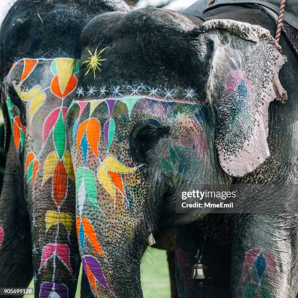兩個五顏六色的大象臉被粉刷和裝飾。印度拉賈斯坦邦齋浦爾 - elephant eyes 個照片及圖片檔