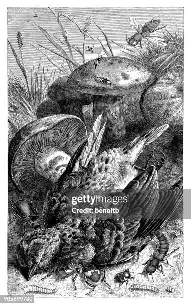 16 Ilustraciones de Asnillo - Getty Images 16 Ilustraciones de Asnillo - Getty Images