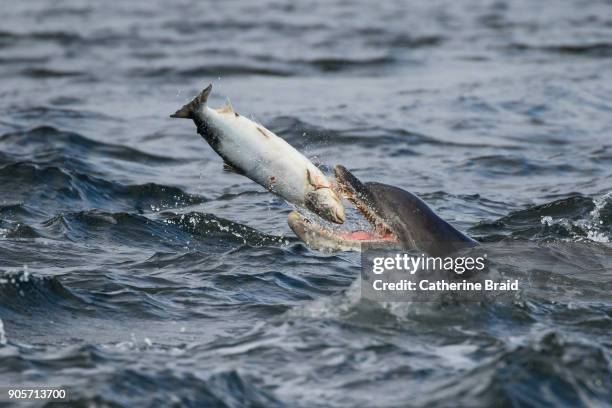 bottlenose dolphin (tursiops truncatus) eating salmon - wild essen stock-fotos und bilder