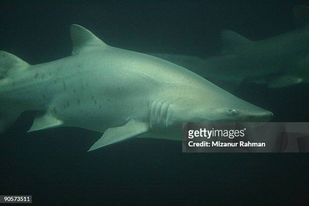 shark fin - mizanur rahman stock pictures, royalty-free photos & images