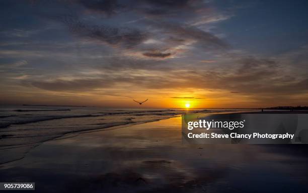 a gull at sunrise - tauranga stock pictures, royalty-free photos & images