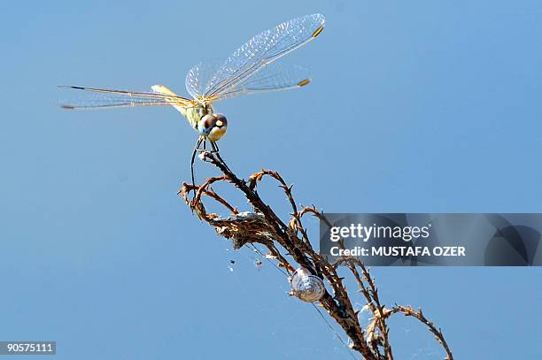 Dragonfly sits on a weed in Bird Paradise near Izmir, on September 10, 2009. AFP PHOTO / MUSTAFA OZER