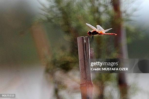 Dragonfly sits on a weed in Bird Paradise near Izmir, on September 10, 2009. AFP PHOTO / MUSTAFA OZER