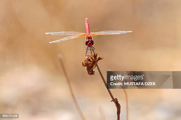 Dragonfly sits on a weed in Bird Paradise near Izmir, on September 10, 2009. AFP PHOTO / MUSTAFA OZER