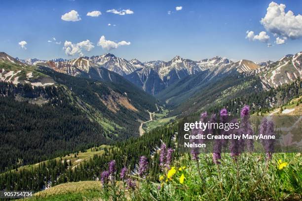 purple fringe wildflowers and mountain views - rocky mountains stockfoto's en -beelden