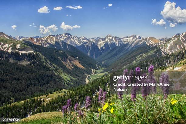 purple fringe wildflowers and mountain views - san juan mountains stock pictures, royalty-free photos & images