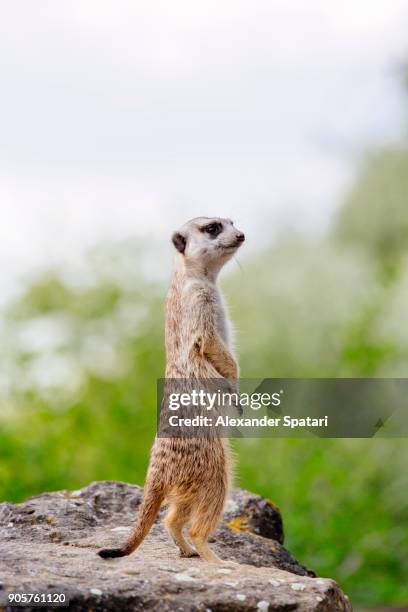funny curious surricate (meerkat) standing on two feet - meerkat stockfoto's en -beelden