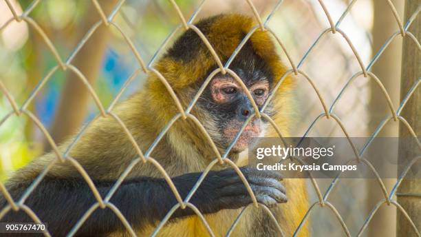 black-handed spider monkey in cage seen through chainlink fence - macaco aranha - fotografias e filmes do acervo