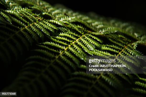 green fern of new zealand , nature background - forest new zealand stock-fotos und bilder