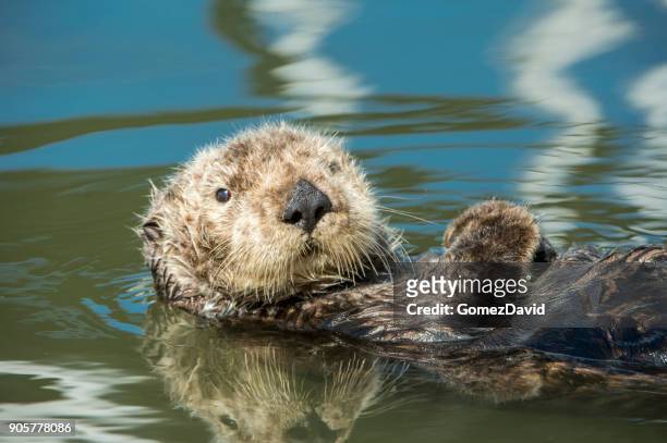 wild lontra-do-mar repousando em calmo mar de água - costas de animal - fotografias e filmes do acervo