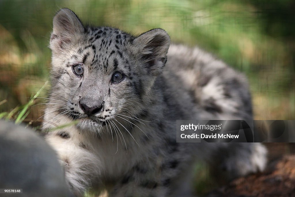 L.A. Zoo Debuts Pair Of Snow Leopard Cubs