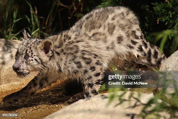 Rare snow leopard cub runs at the Los Angeles Zoo and Botanical Gardens on September 9, 2009 in Los Angeles, California. Two cubs, which have not yet...