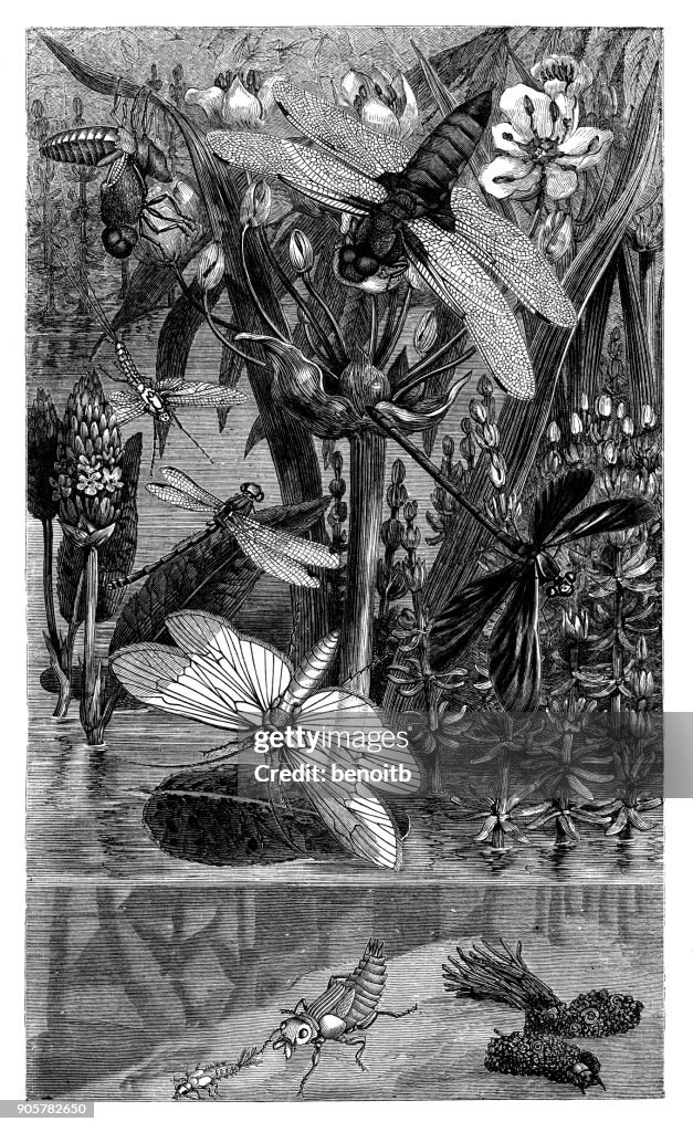Dragonflies and mayflies by the pond