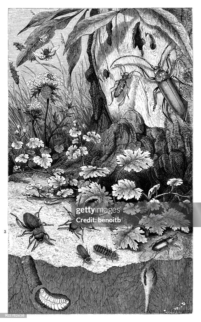 Insects in the forest