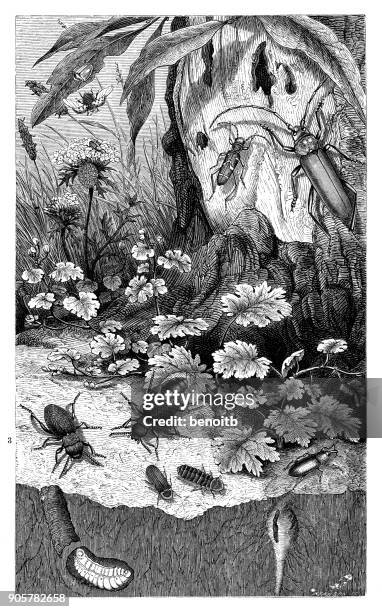 insects in the forest - lampyris noctiluca stock illustrations