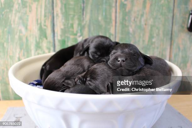 a bowlful of puppies - ledbury stock pictures, royalty-free photos & images