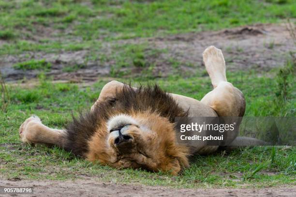 lion nickerchen nach dem essen ein zebra, männliches tier, afrika - animal mane stock-fotos und bilder