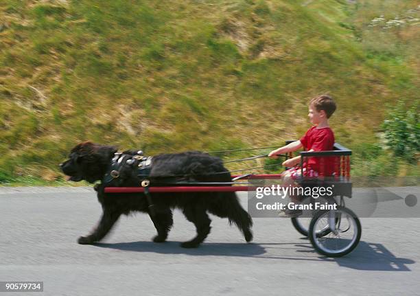 boy driving dog pulling cart - newfoundland stock-fotos und bilder