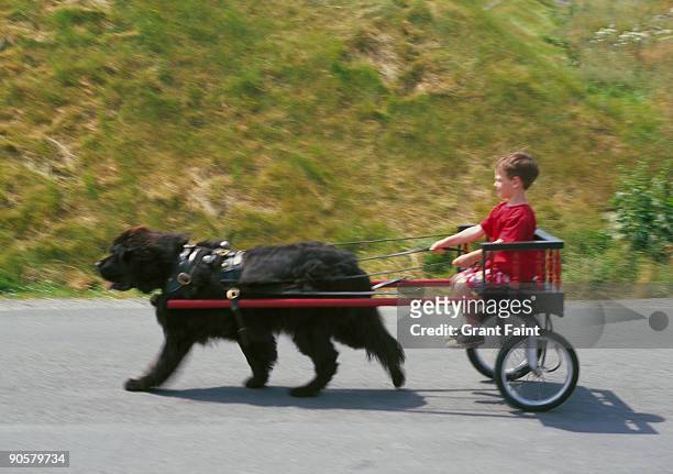 boy driving dog pulling cart - newfoundland fotografías e imágenes de stock