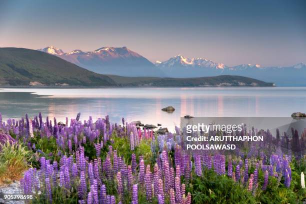 lupins blooming with mountain and blue sky at tekapo lake , new zealand - tékapo fotografías e imágenes de stock