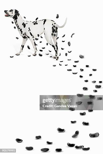 dalmation losing spots - dalmatian fotografías e imágenes de stock