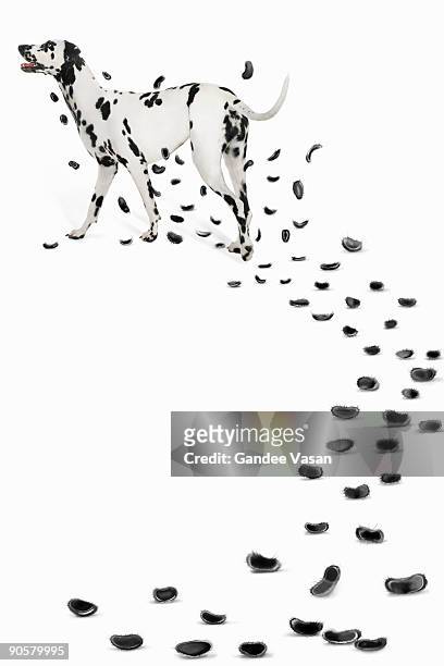dalmation losing spots - dalmatian bildbanksfoton och bilder