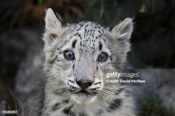 Pair of rare snow leopard cubs go on display at the Los Angeles Zoo and Botanical Gardens on September 9, 2009 in Los Angeles, California. The cubs,...