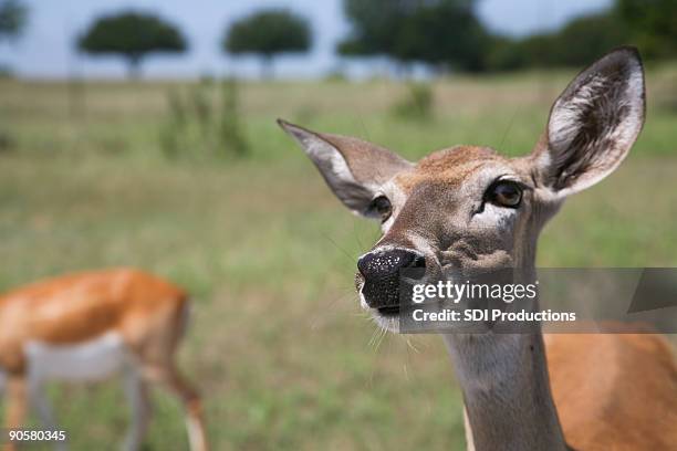 an alert deer in a field - glen rose stockfoto's en -beelden