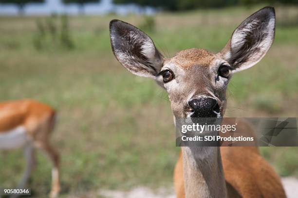 deer looking straight ahead - glen rose stockfoto's en -beelden