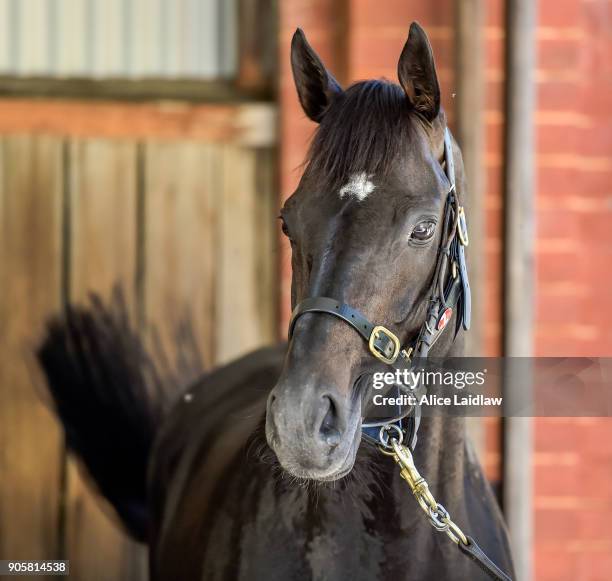 Japanese horse Ambitious at Caulfield Racecourse on January 17, 2018 in Caulfield, Australia.