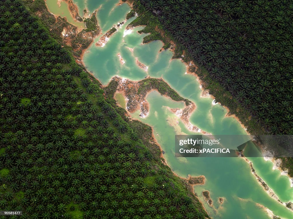 A mining run-off pool among palm fields.