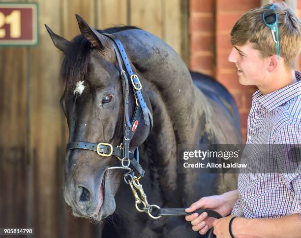 Japanese horse Ambitious at Caulfield Racecourse on January 17, 2018 in Caulfield, Australia.