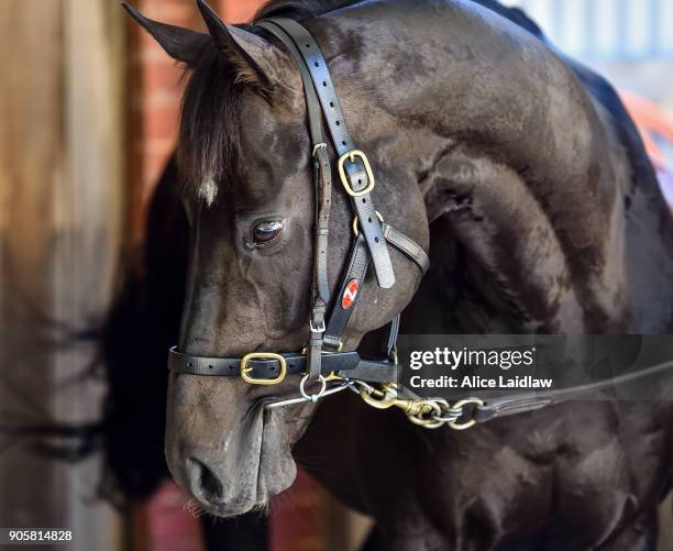 Japanese horse Ambitious at Caulfield Racecourse on January 17, 2018 in Caulfield, Australia.