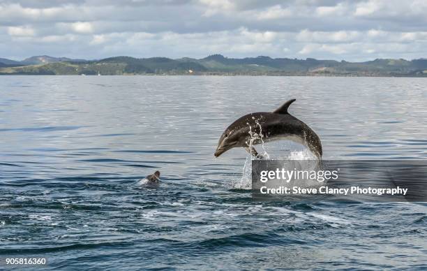 bottlenose dolphins - nordinsel von neuseeland stock-fotos und bilder