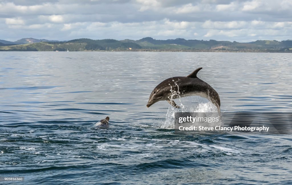 Bottlenose dolphins
