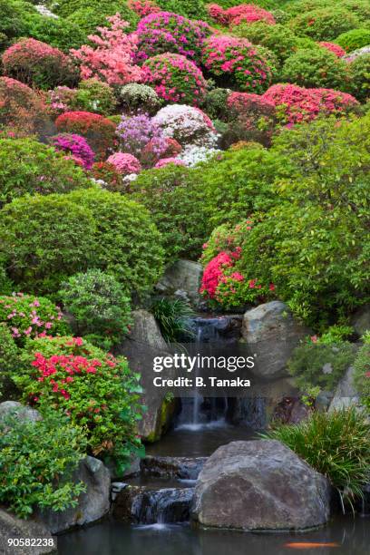 azalea garden at nezu shrine, tokyo - japanese garden stock pictures, royalty-free photos & images