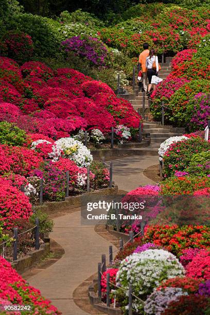 azalea garden at nezu shrine, tokyo - tokyo nezu shrine stock pictures, royalty-free photos & images
